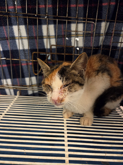 삼산종합동물병원_428354202501210